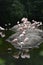 Stunning Group of Pink Chilean Flamingo Birds