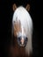 Stunning Haflinger Stallion