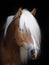 Stunning Haflinger Stallion