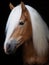 Stunning Haflinger Stallion