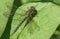 A stunning Hairy Dragonfly Brachytron pratense perching on a leaf.