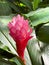 Stunning Hawaiian pink ginger