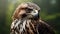 Stunning Hawk Wallpapers: Top 10 Realistic Portraits With Jagged Edges