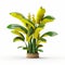 Stunning Hd Snapdragon Image With Realistic Banana Tree On White Background