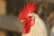 A stunning head shot of a stunning Cockerel.