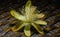 Stunning Hedge Cactus Cereus hildmannianus Single Flower