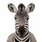 Stunning High-key Zebra Closeup On White Background