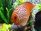 Stunning high quality HD picture photo of beautiful planted fresh water aquarium with gorgeous orange fire discus fish swimming