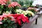 Stunning holiday poinsettia plants in bright color of pink on tables at nursery