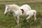 A stunning Horse Equus ferus caballus and her sweet foal standing together in heathland.