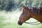 Stunning horse portrait