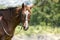 Stunning horse portrait