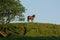 Stunning horse standing on a hill