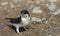 A stunning house Martin Delichon urbica perched on the ground.