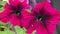 stunning huge deep burgundy petunia flowers growth outdoor. close up.