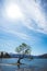 Stunning image of the famous Wanaka tree with the snowy Mount Cook in the background taken on a sunny winter day, New Zealand