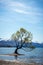 Stunning image of the famous Wanaka tree with the snowy Mount Cook in the background taken on a sunny winter day, New Zealand