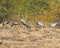 Stunning image of a flock of cranes gathered in the desert