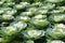 Stunning image of large ornamental cabbage shoppers will plant in Fall gardens