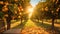 A stunning image of an orange grove illuminated by the warm rays of the sun, A panoramic view of an orange grove under a radiant