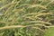 Stunning image of ornamental grass African Feather grass Pennisetum Macrorum in English country garden landscape using selective