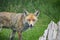 Stunning image of red fox vulpes vulpes in lush Summer countrysi