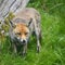 Stunning image of red fox vulpes vulpes in lush Summer countrysi