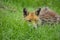 Stunning image of red fox vulpes vulpes in lush Summer countrysi