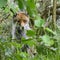 Stunning image of red fox vulpes vulpes in lush Summer countrysi