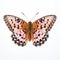 Stunning Image Of Small Pearl-bordered Fritillary Butterfly On White Background