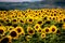 Stunning image of a sunflower field in full bloom, showcasing an array of vibrant yellow blooms