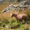 Stunning image of wild pony in Snowdonia landscape in Autumn