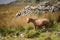 Stunning image of wild pony in Snowdonia landscape in Autumn