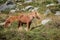 Stunning image of wild pony in Snowdonia landscape in Autumn