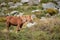 Stunning image of wild pony in Snowdonia landscape in Autumn