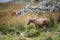 Stunning image of wild pony in Snowdonia landscape in Autumn