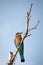 A stunning Indian Roller perched on a tree branch in Udawalawe n