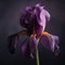 Stunning Iris Flower Captured In High-definition 8k