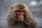 Stunning Japanese snow monkey in hot springs. Amazing wild life. Generative Ai