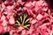 A stunning Jersey Tiger Moth Euplagia quadripunctaria perching on a Hydrangea flower.