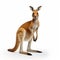 Stunning Kangaroo Portrait: National Geographic Style Uhd Image