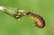 A stunning Lackey Moth Caterpillar Malacosoma neustria on a dandelion stem.