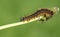 A stunning Lackey Moth Caterpillar Malacosoma neustria on a dandelion stem.