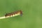 A stunning Lackey Moth Caterpillar Malacosoma neustria on a plant stem.