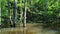 Stunning landscape of Amazon Forest at Amazonas State Brazil.