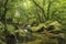 Stunning landscape iamge of river flowing through lush green for