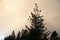 Stunning landscape image of silhouette pine tree against stunning atmospheric Winter sky