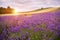 Stunning landscape with lavender field at sunrise