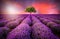 Stunning landscape with lavender field at sunset