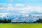 A stunning landscape scene of the agriculture in a rural area in New Zealand with a flock of sheep on a green grassland in the